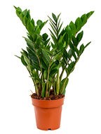 Zamioculcas zamiifolia 6|tray Toef