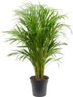 Dypsis Areca lutescens Toef