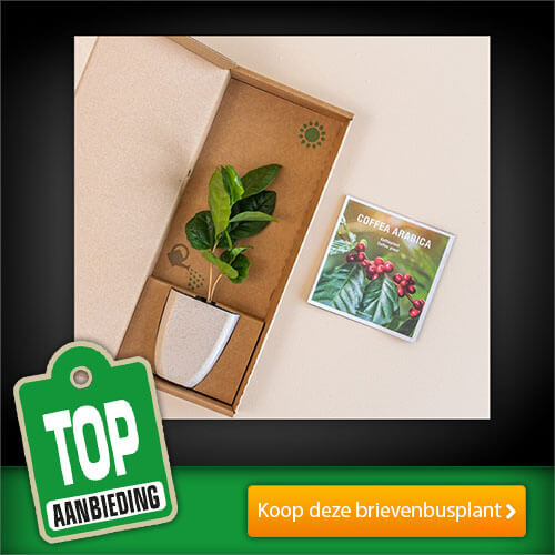 De Brievenbus plant Treemore Koffie koop je nu bij Greetz